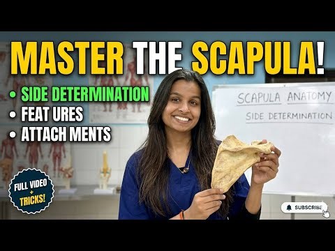 📚 SCAPULA – Side Determination, Features & Attachments | completed in 1 vedio✨