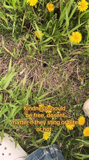 #bumblebee|| poor little bab was stuck in the grass😞#fyp #bugs #kindness #entomolgy