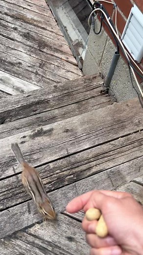 #squirrel #chipmunk #cute #toronto