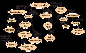 Unit 1 - Biochemistry