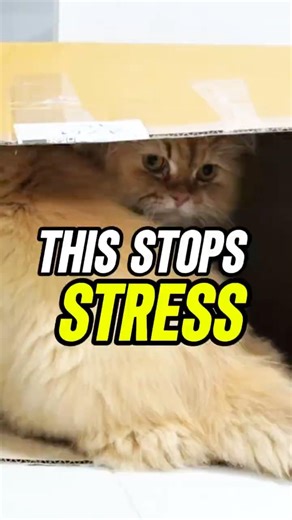 Why Are Cats Obsessed With Boxes? (The Science of sitting)#catshorts