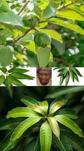 GANYEN MONGORO/GANYEN GOBA...... | Mallam Mustee