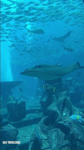 Fish in the Atlantis Dubai Aquarium | Lost Chambers Marine Life 🐠