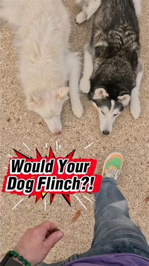 Unshakeable Huskies: Chill Command Level 100