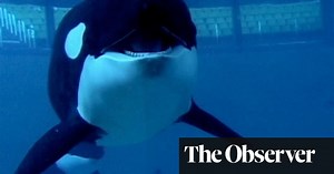 Blackfish – review