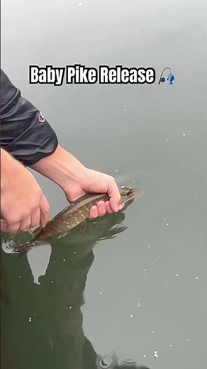 Jack Pike #fishing #nature #canal #pike #pikefishing #catchandrelease #fish #irespectfish #viral