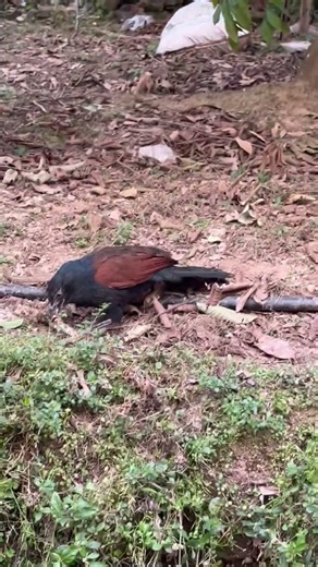 A bird hunting a snake perched on a tree #snake #predationscene #huntinginsects #animals #funny #...