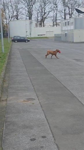 Rhodesian Ridgeback Baron