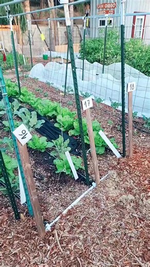 easy cheap trellis #howto #plants #fyp #garden #gardening | Gardening Life