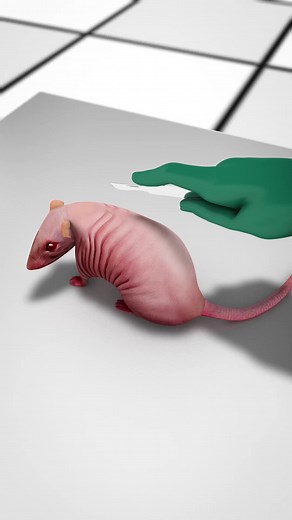 Growing an Ear on a Mouse Experiment Explained