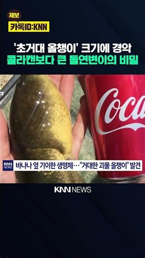"Why is this 'tadpole' called Goliath?" The massive, rare creature that is shocking everyone / KNN
