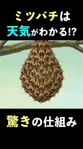ミツバチには天気がわかる？ #ニホンミツバチ #昆虫＃雑学