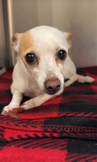 HAPPY PUPDATE! 🥳🎉Lil Rosie was tagged by Long Way Home Adoptables rescue! Enjoy your new life Rosie💗