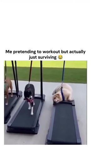 Dog falls asleep on the treadmill, falls off, then fall back asleep 😂