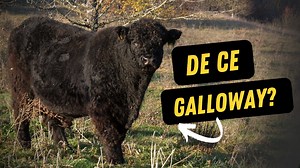 Ferma de vaci Galloway, dorința de-o viață a lui Fabiu Zlătar-Toma⭐ | Revista Ferma