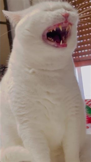 ❤️❤️❤️❤️❤️🐤🐤