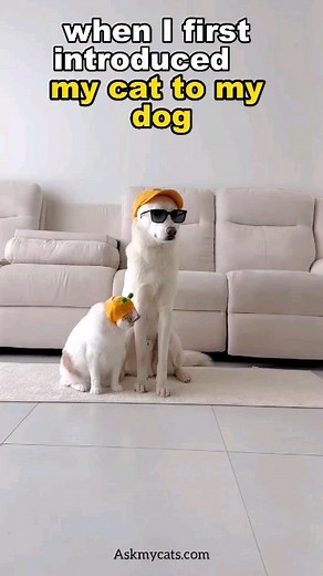 1.7K views · 130 reactions | Interspecies Harmony: The Remarkable...