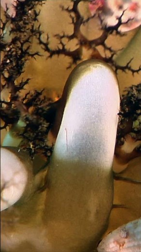Burrowing Sea Cucumber: The Hidden Anemone Mimic of the Solomon Islands