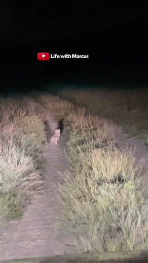 Who’s watching who? 🦉 Mystery Guest at our Campsite! #WildLife #shorts #safari