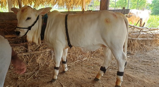 Kieszonkowa krowa? Najdziwniejsza rasa na świecie - Farmer po godzinach