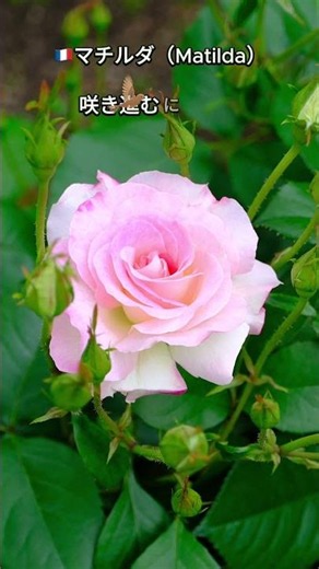 🌹中之島バラ図鑑｜今日の1品種『🇫🇷マチルダ（バラの小径①）2026.06.18』 #中之島バラ園 #薔薇図鑑 #バラ