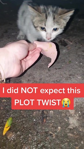 I promise I will keep trying 😭 Any Name suggestions?🥺 #foryou #kitten #catsoftiktok #catlover #cute #cat #love #pov #animals #rescue #emotional #pet #life #fyp