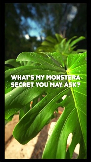 How to take your Monstera to the next level