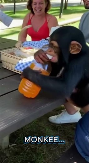 😂🐒 Monkeys Being Unexpectedly Hilarious | Funniest Monkey Compilation