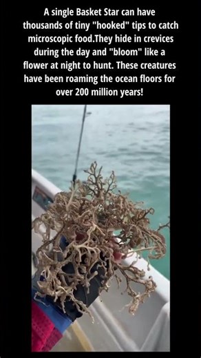 The Most Alien Creature in the Ocean! ��