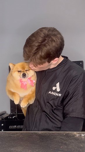 Logan Rago on Instagram: "what do you guys think is the most satisfying? . #doggrooming #dogsbylogan #pom #pomeranian"