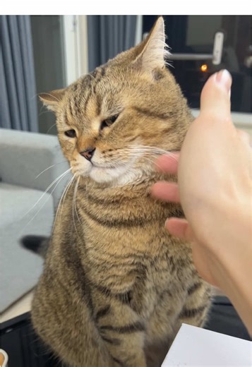 làm tí cho biết #meocheese | cheese cake