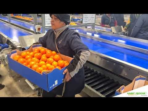 2022 - PATRYSBERG (SOUTH AFRICA) - Citrus Fruit Station