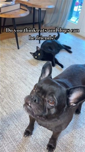 Do you think cats and dogs can be friends ?⬇️