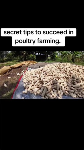 Secret tips to succeed in poultry farming