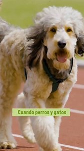 3.2K reactions · 85 shares |  ¡Los Zoogames ya han comenzado y nuestros peludos están preparados para conseguir el oro!   ¿Quién se llevará más medallas? ¿Equipo perros o equipo gatos?  Descubre más aquí  https://shorturl.at/QLJy3  #zoogames #dogs #cats #sports #athlete #motivation #champion | zooplus | Facebook