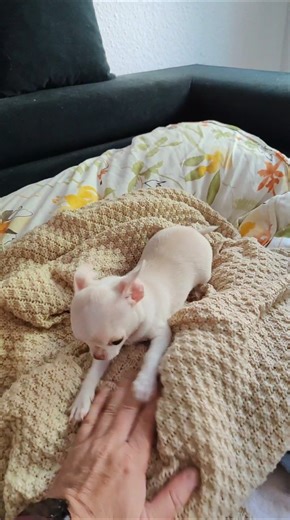 The cutest white Chihuahua puppy Lucy! #chihuahua