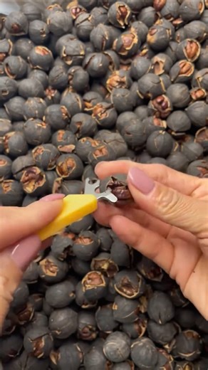 Multi-purpose Nut Shell Opener Easy to Use #utility #tools #gadgets #shorts