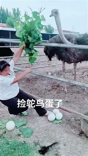 #鸵鸟养殖技术分享 #鸵鸟养殖 #funny #animals#ostrich