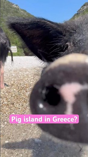 Pig island in Greece? #atokos #pigisland
