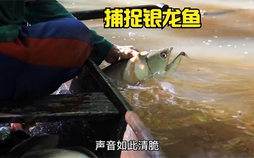 当地渔民在亚马逊河流里，用鱼叉捕捉银龙鱼和帝王三间