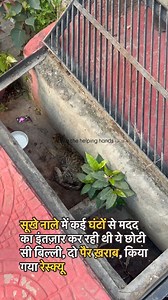 6.2K views · 258 reactions | Rescue story of Kinzal (paralysed kitten ) | Aasra - ''The helping hands'' | Facebook