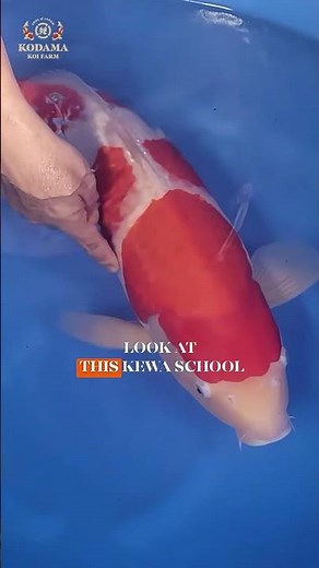 KOHAKU Kodama Showa Case Vol. 124