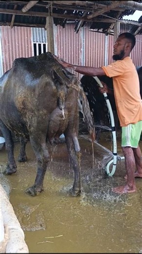Cleaning the Buffalo’s Body Neatly & Carefully