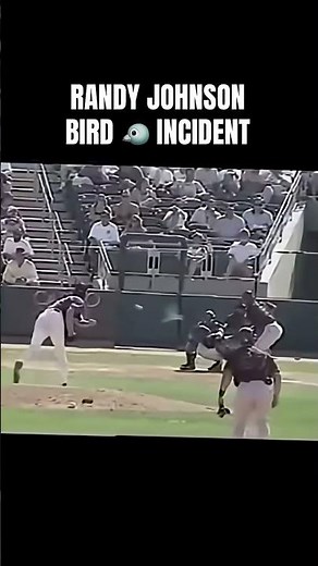 Randy Johnson's Wild Pitch Bird Explodes into Feathers!