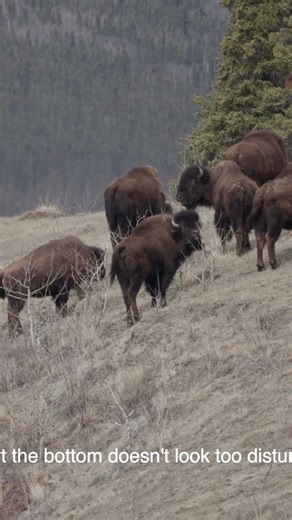 Spotting a Bison Herd