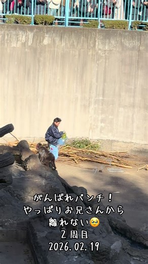 がんばれパンチ！飼育員と離れない動物たち