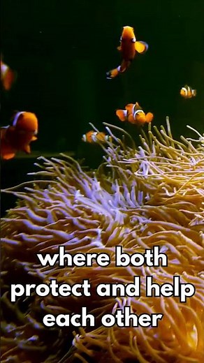 The Secret Life of Sea Anemones REVEALED!