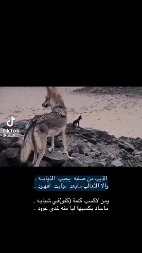 فيديوهات أنشأها مدينه الثرياا 🔝 (@sami_00710) باستخدام الصوت الأصلي - مدينه الثرياا 🔝
