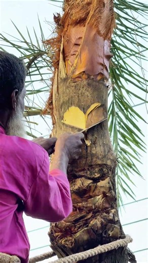 Palm Tree Date Sap Collection 🌴🥥✨