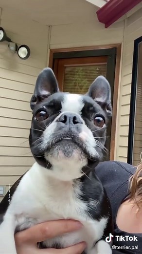 Little Brother's Hilarious Reaction!